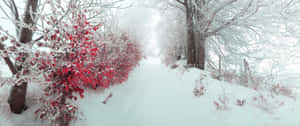 Enjoy The Winter Wonderland Wallpaper