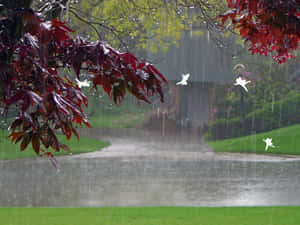 Enjoy Tranquility Beneath The Raindrops Wallpaper