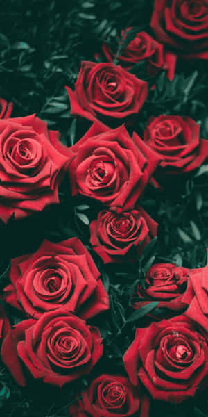 Enjoy Using This Stylish And Cute Red Iphone Wallpaper