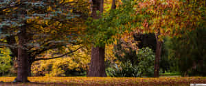 Enjoying A Fall Day In The Country Wallpaper