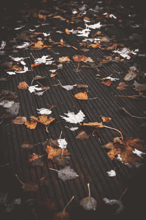 Enjoying A Peaceful Autumn Morning Wallpaper