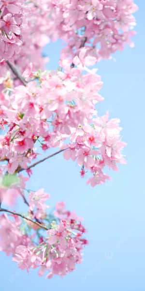 Enjoying A Relaxing Afternoon Under Pink Cherry Blossoms Wallpaper