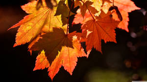 Enjoying Autumn In All Its Glory With Beautiful Red Maple Leaves. Wallpaper