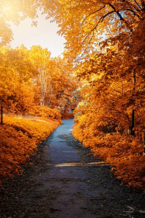 Enjoying Nature's Splendor In Early Fall. Wallpaper
