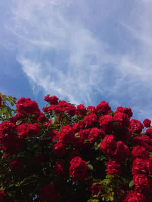 Enjoying The Beauty Of Flowers, Even With My Phone! Wallpaper