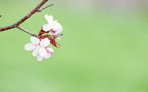 Enjoying The Bursts Of Colors In The Simple Spring Wallpaper