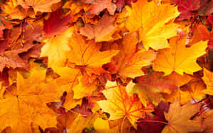 Enjoying The Colors Of Simple Fall Wallpaper