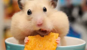Enjoying The Gossip Hamster Meme Wallpaper