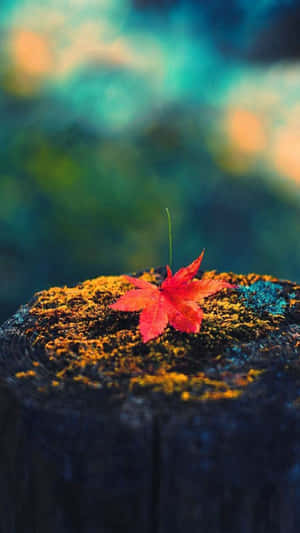 Enjoying The Simplicity Of Autumn Wallpaper