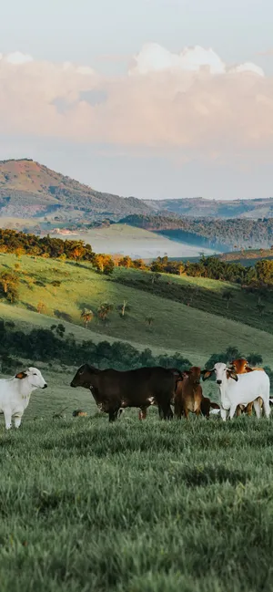 Enjoying The Stunning Scenery Of A Ranch Wallpaper
