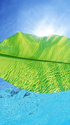 Enjoying The Summer Sunshine With Your Favorite Phone. Wallpaper