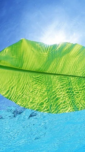 Enjoying The Summer Sunshine With Your Favorite Phone. Wallpaper