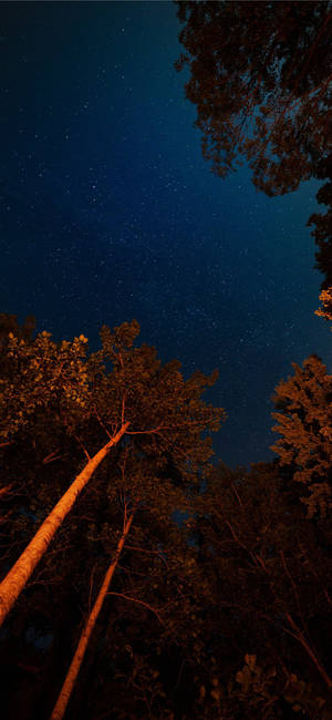 Enjoying The Tranquil Beauty Of A Forest Night Sky With The Iphone 11 Wallpaper