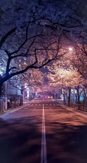 Enjoying The Tranquility Of A Night Cherry Blossom Wallpaper