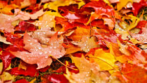 Enjoying The Vibrant Hues Of Autumn Foliage Wallpaper