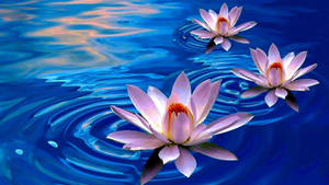 Enlightened Tranquility: Lotus Flowers Floating On Tranquil Water Wallpaper