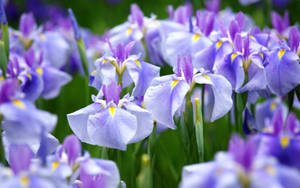 Ensata Iris Flowers Wallpaper