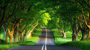 Enthralling Countryside Drive Wallpaper