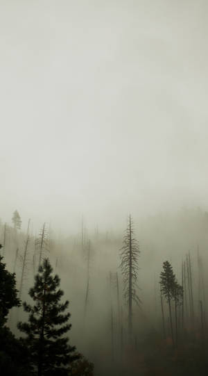 Enthralling Darkness Of The Misty Forest On Your Iphone Wallpaper