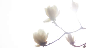 Ethereal Magnolia Blossoms Wallpaper