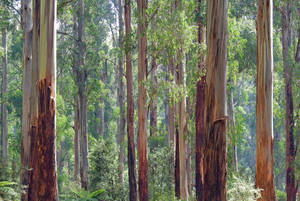 Eucalypt Forest Of Australia Wallpaper
