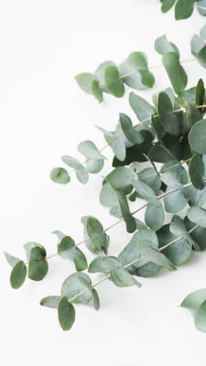 Eucalyptus Leaves On A White Background Wallpaper