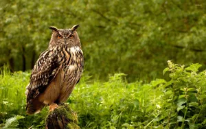 Eurasian Eagle Owl Forest Wallpaper