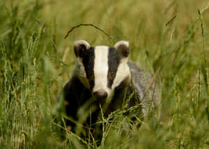 European Badgerin Grassland Wallpaper