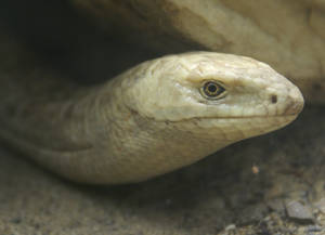 European Glass Lizard Peeks Under A Rock Wallpaper