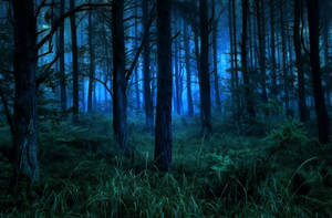 Evening Dark Forest Iphone Wallpaper