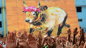 Exciting Throttle Of Jallikattu Wallpaper