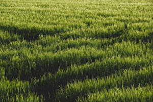 Exhilarating View Of Fresh Green Grass On 4k Desktop Wallpaper