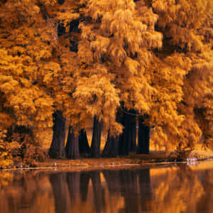 Experience A Beautiful Autumn With A Handheld Companion Wallpaper