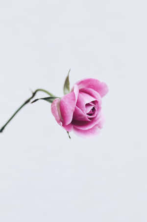 Experience A Beautiful Blend Of Style And Elegance With The Light Pink Floral Iphone Wallpaper. Wallpaper
