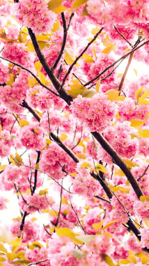 Experience The Beauty Of A New Spring Season With These Lovely Pink Cherry Blossoms Wallpaper