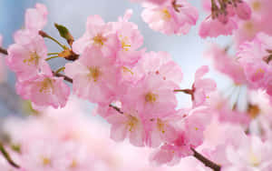 Experience The Beauty Of A Sakura Blossom In Full Bloom Wallpaper