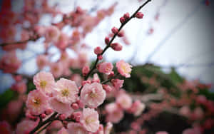 Experience The Beauty Of Spring All Year Round With These Stunning Pink Trees Wallpaper