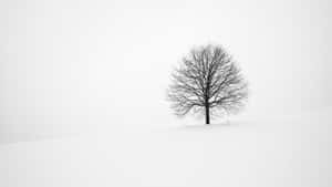 Experience The Beauty Of Winter In All Its Minimalist Glory Wallpaper