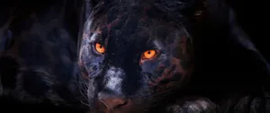 Experience The Majestic Presence Of The Cool Black Panther Animal Wallpaper