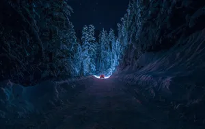 “experience The Serenity Of The Night Forest.” Wallpaper