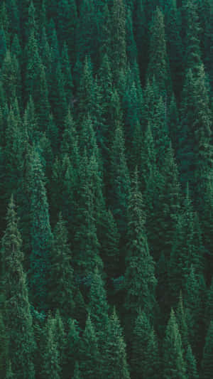 Explore Nature's Splendors With Trees Iphone Wallpaper