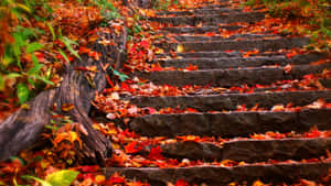 Explore The Beauty Of Fall Through Vibrant Yellow And Orange Autumn Foliage Wallpaper