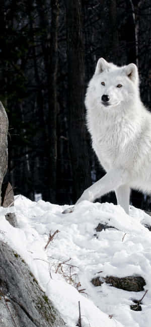 Explore The Darkness With A Wolf Iphone Wallpaper