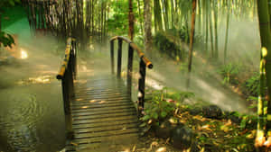 “explore The Mystical Bamboo Forest” Wallpaper