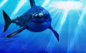 Explore The Underwater World Of The Cool Shark. Wallpaper