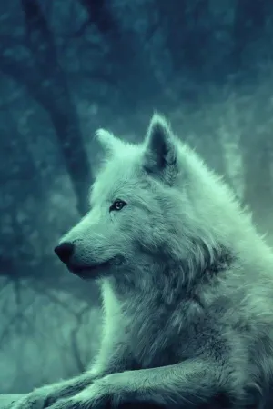 Explore The Wild With The Majestic Pretty Wolf Wallpaper
