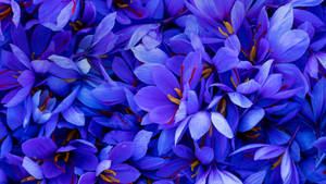 Exquisite Dark Lilac Saffron Blooms Wallpaper