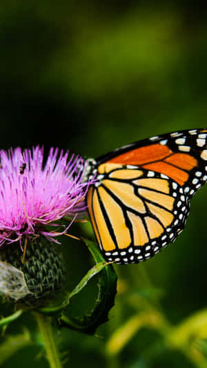 Exquisite Monarch Butterfly Resting On A Milk Thistle Wallpaper