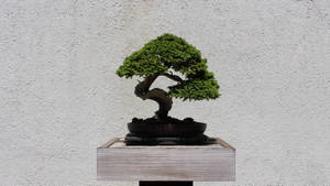 Exquisite Moyogi-style Bonsai Tree In Its Natural Setting Wallpaper