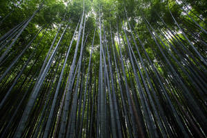 Extensive Bamboo Plants Wallpaper